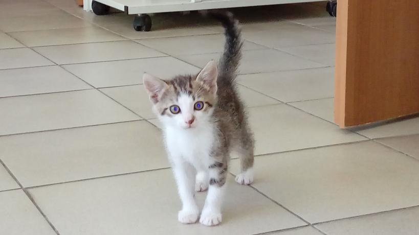 Licho