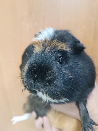 Świnka Peppa szuka domu