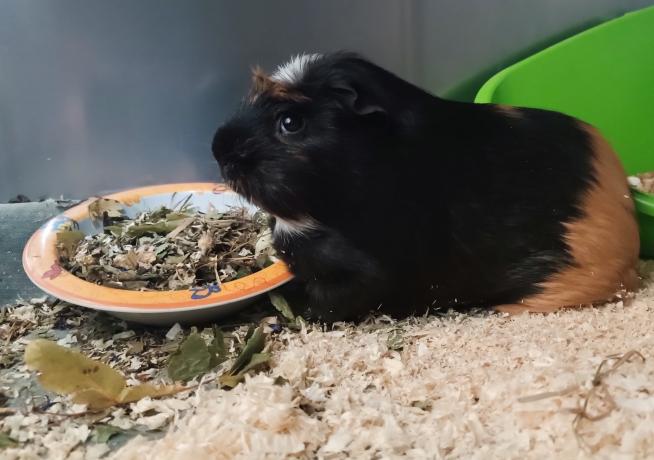 Świnka Peppa szuka domu